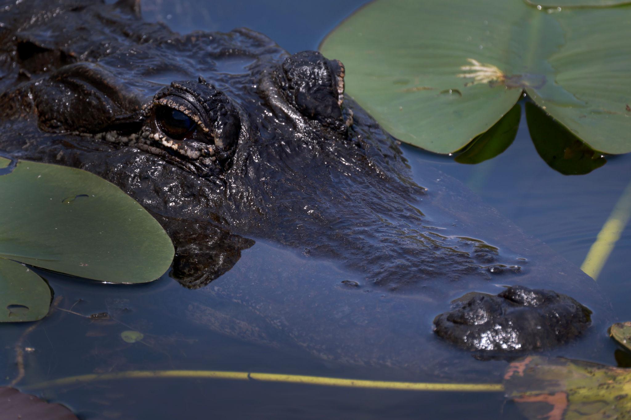 Floride