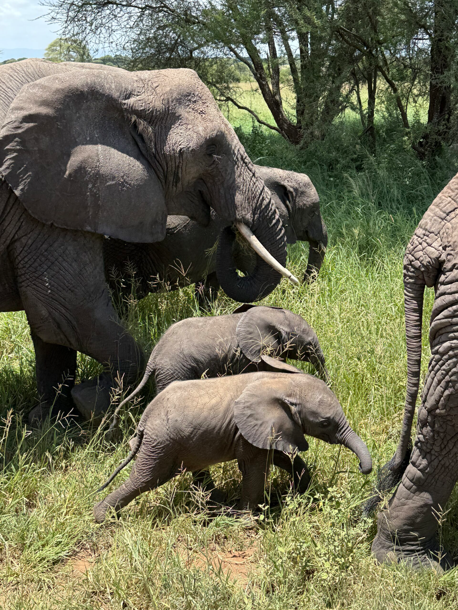 Nature faune et safaris